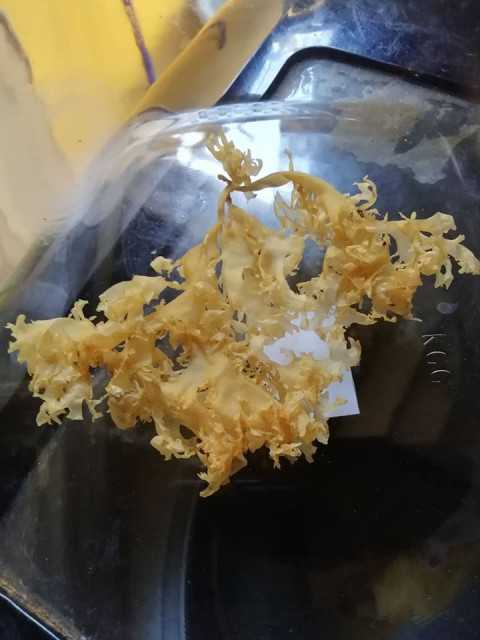 sea moss  chondrus crispus irish moss